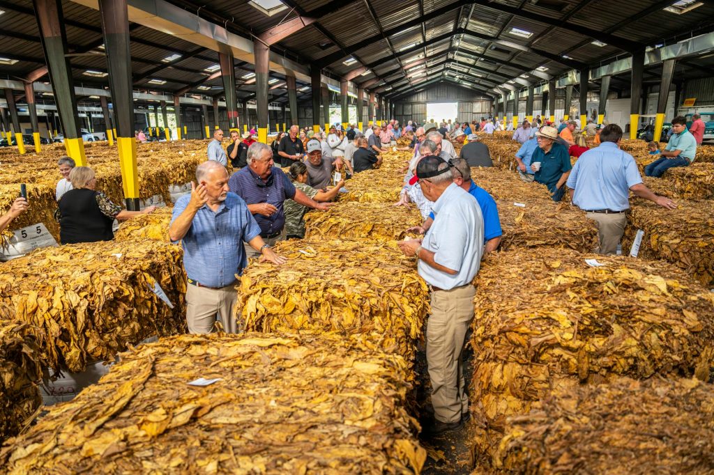 IPL 2026 Auction Player List Released - Here's What You Need to Know