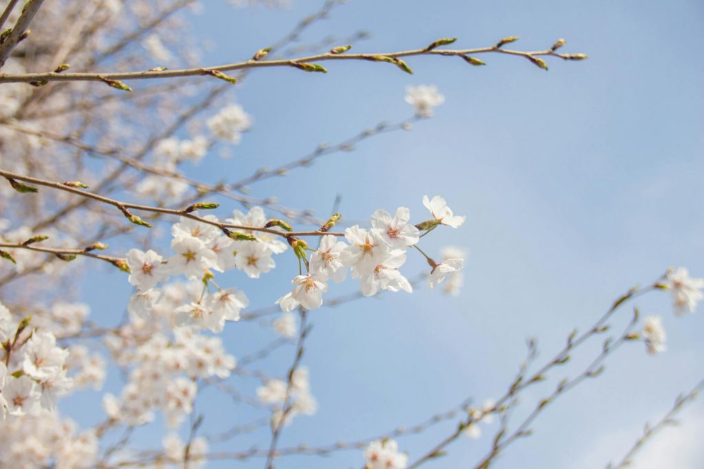 Pink Blossom Season: 5 Indian Cities You Need to Visit Now