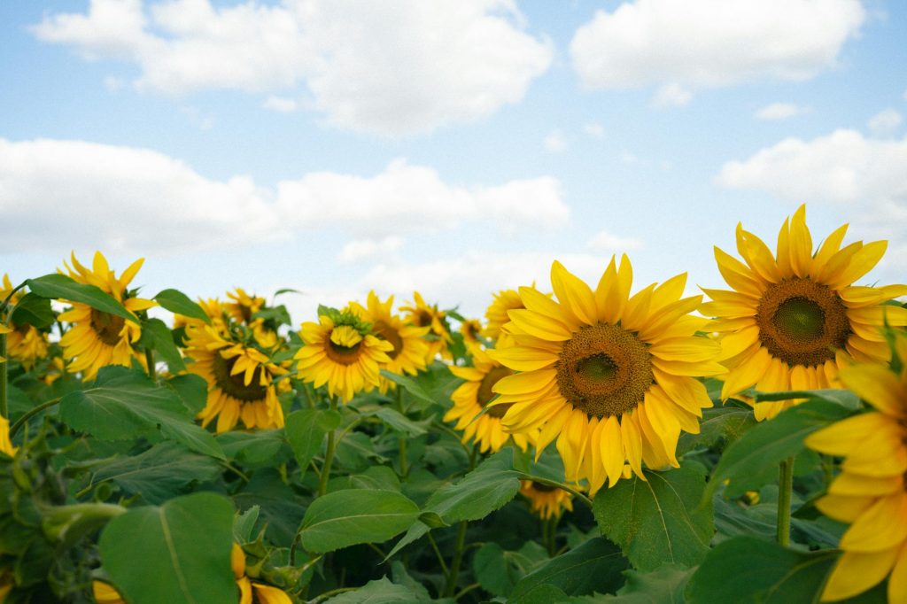 Nifty Breaks 23,400: Here’s Why Reliance is Stealing the Show