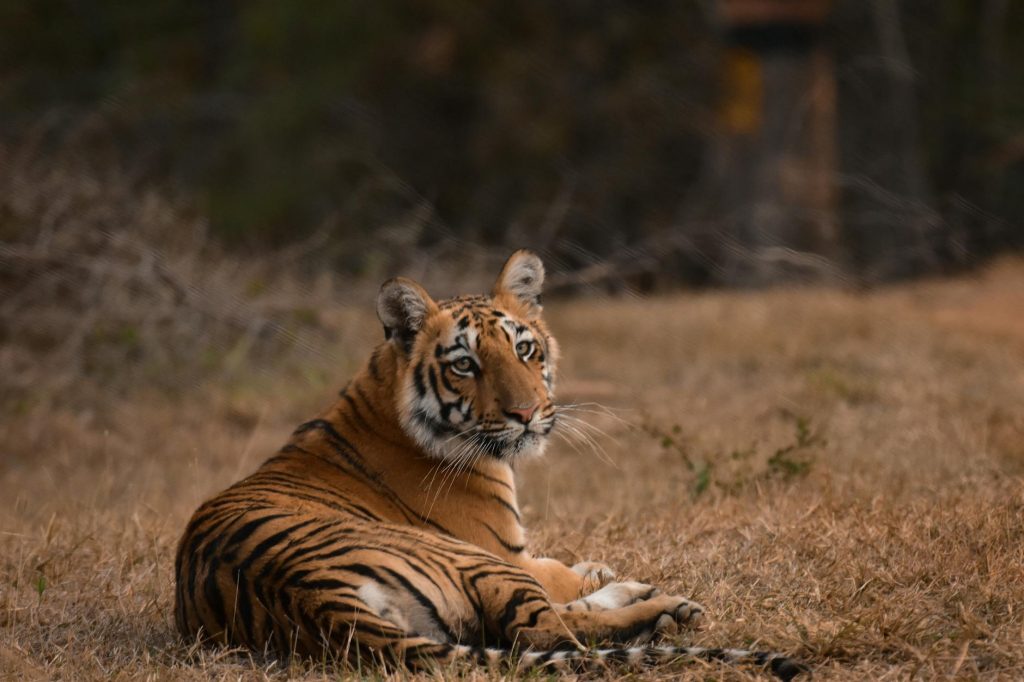 HC Takes Charge as Tiger Deaths Spike in Maharashtra
