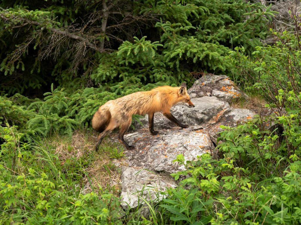 Fox Sports Drops Doc on US Soccer’s Glory Days Before 2026 World Cup