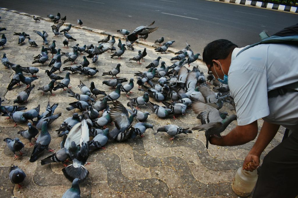 Karnataka Cracks Down on Pigeon Feeding Over Health Risks