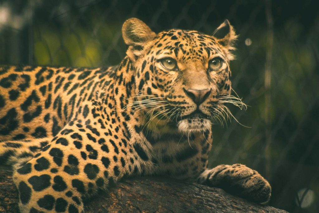 Lucknow Uses AI to Track Leopards After City Centre Panic