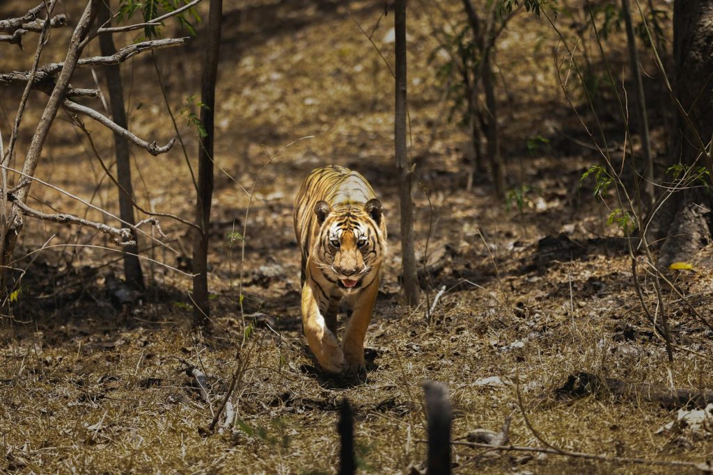 Tiger projects coming to every district in Vidarbha