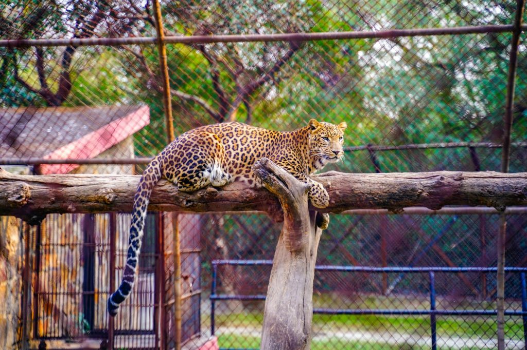Leopard Rescued From Nagpur Building Site
