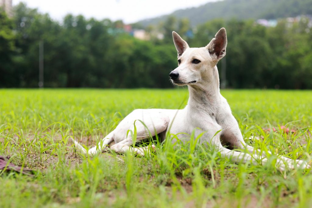 Maharashtra Weather Alert: Heavy Rain Warning Across 4 Cities