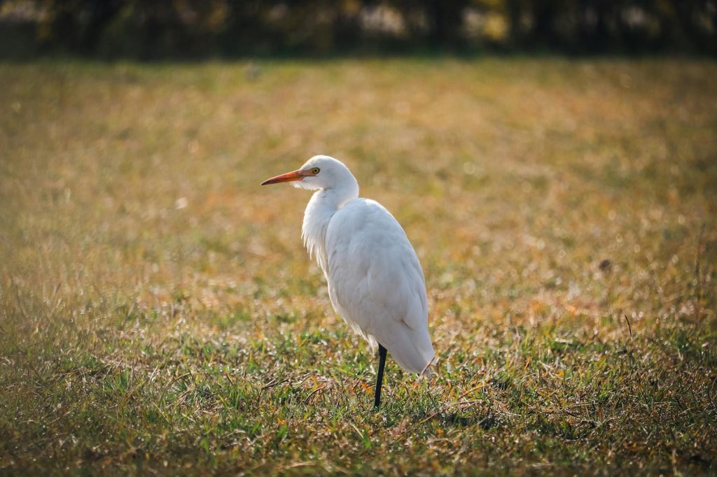 BJP Reshuffles Madhya Pradesh Leadership Under Hemant Khandelwal