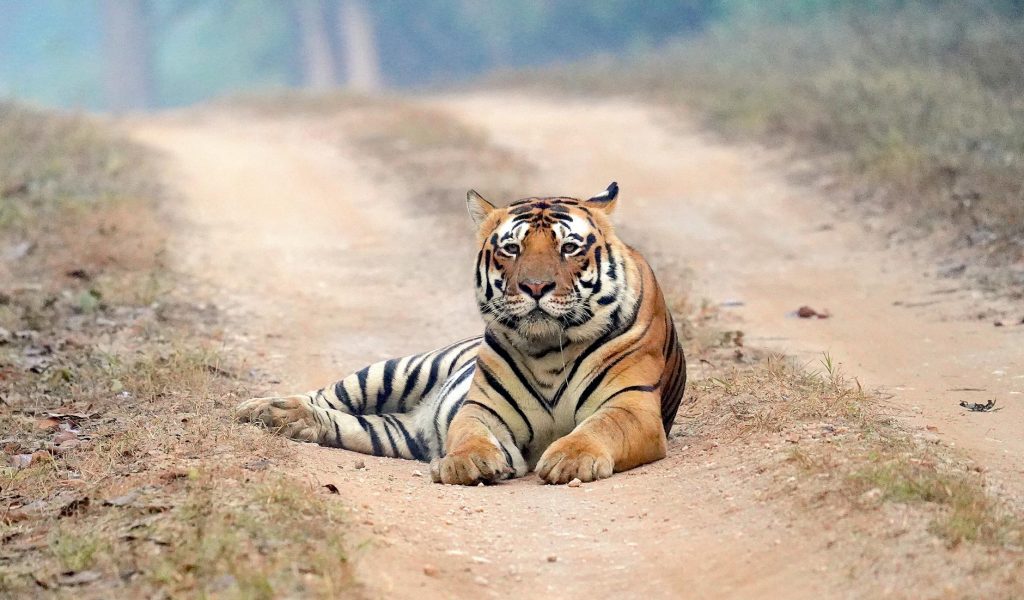 Madhya Pradesh leads central India’s tiger population surge