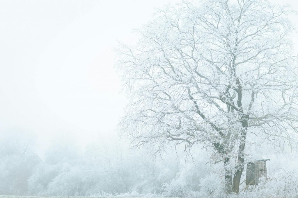 Winter Bites: North India Shivers as Fog Blankets Punjab and Haryana