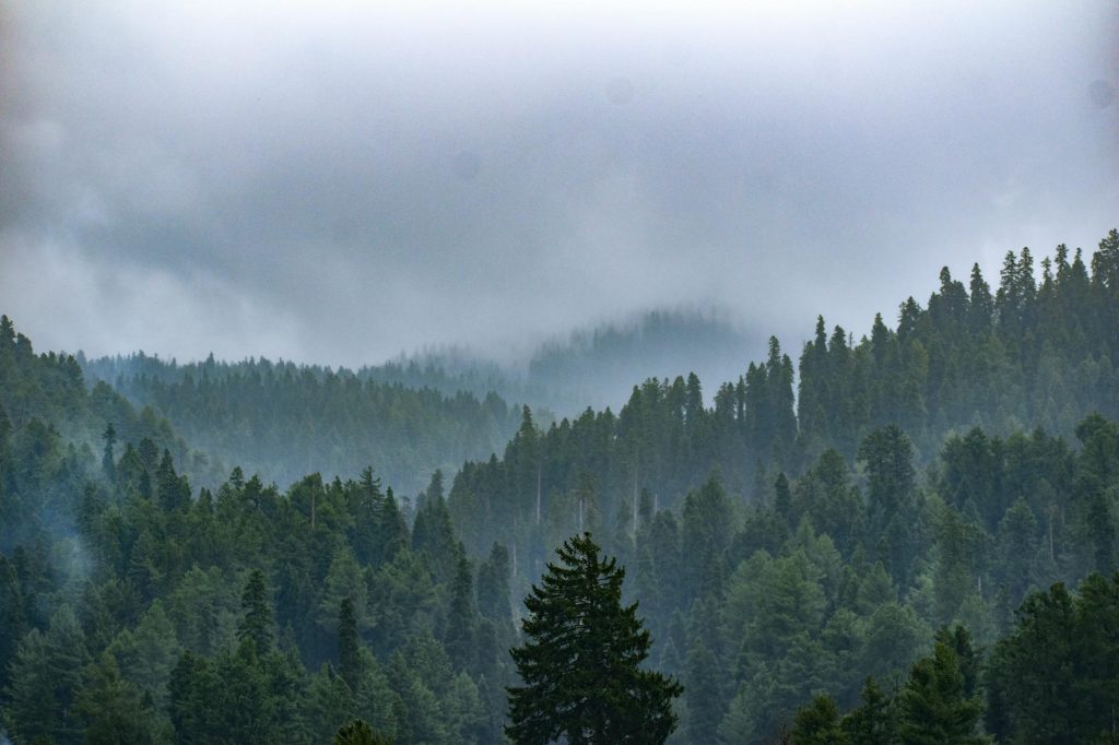 Dense Fog Alert: Delhi, Punjab Face Visibility Crisis