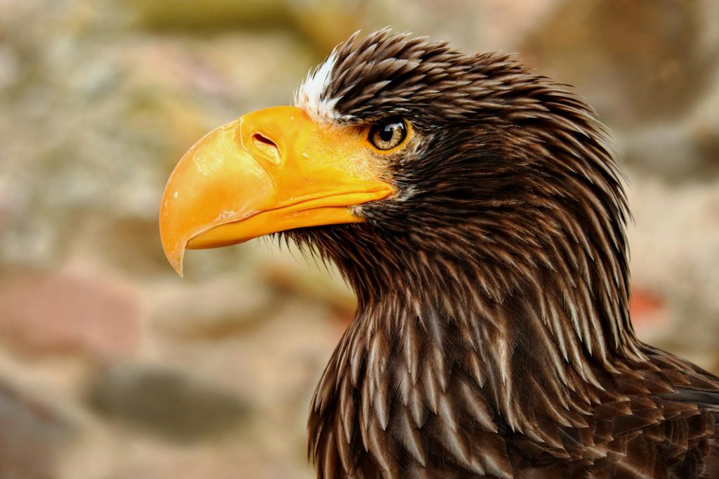 Royal Nimar Eagles Set to Make MPL Debut Amid Rising Buzz