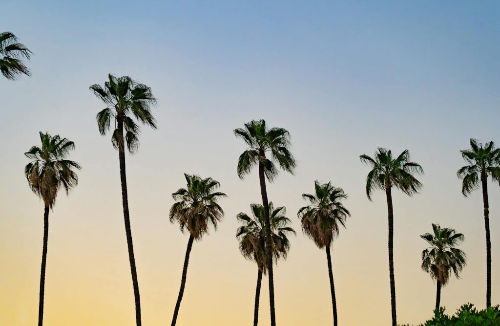 Bhopal’s New Bypass Will Cost 6,000 Trees — Here’s What That Means