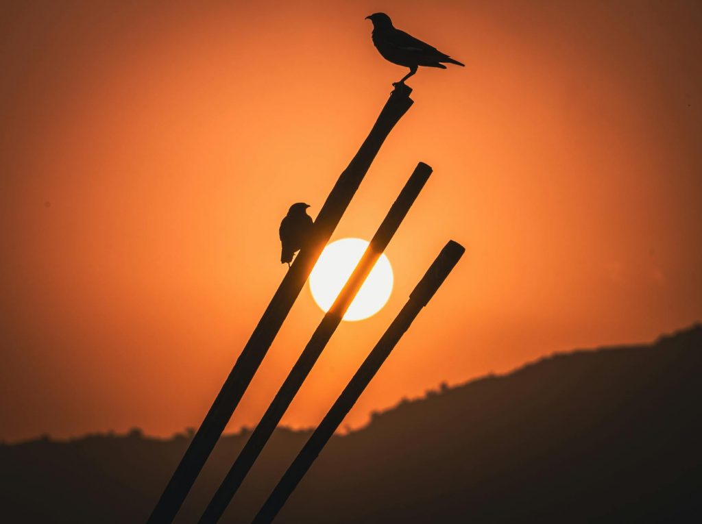 సూర్యుడుల విజయం తర్వాత ఆరాధకుడు కవ్య మారణకు గులాబీ ఇచ్చాడు - ఆమె చేసిన పని వైరల్ అయింది