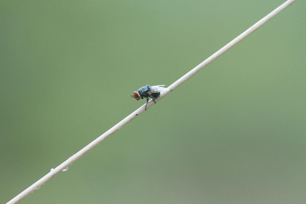 ఫ్లై91 విమానం విపత్తు భయంతో బెంగళూరుకు మళ్లించబడింది