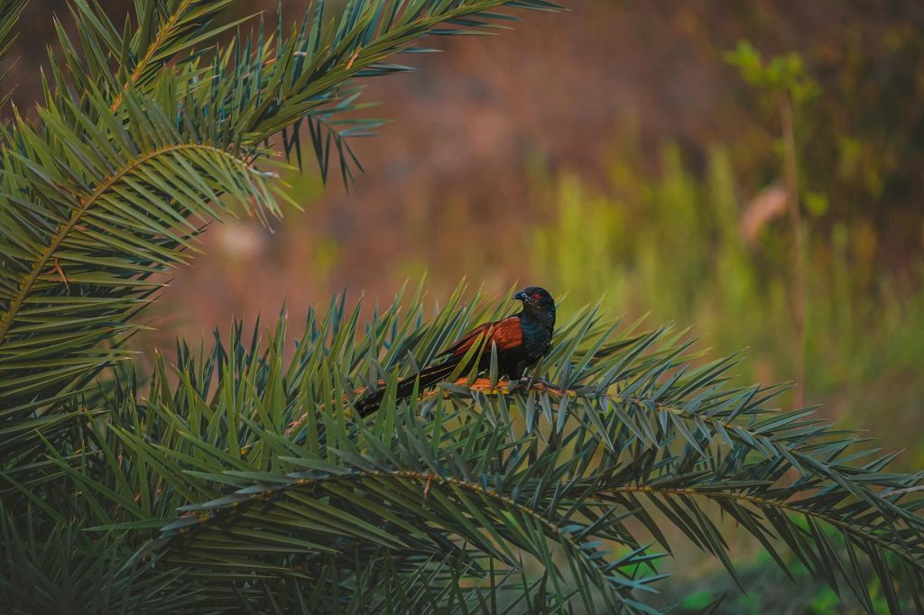 సూర్యుడు హైదరాబాద్ వర్సెస్ ఢిల్లీ క్యాపిటల్‌ఐపీఎల్ 2026 ఆట: దిల్షన్ మదుశంక అరంభణ చేస్తారా?