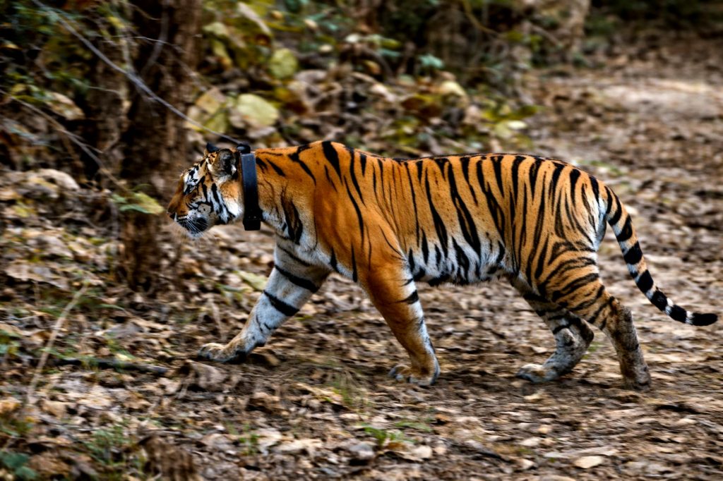 Lemon Tree Hotels Expanding Across Madhya Pradesh