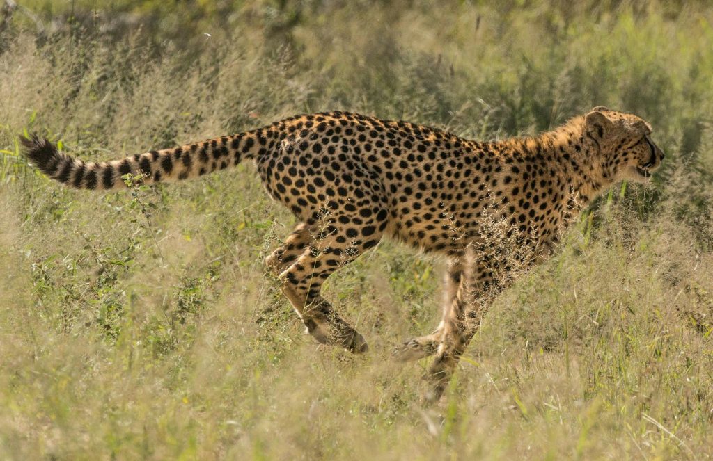 MP Gets Third Cheetah Home as Cabinet Backs Nauradehi Plan