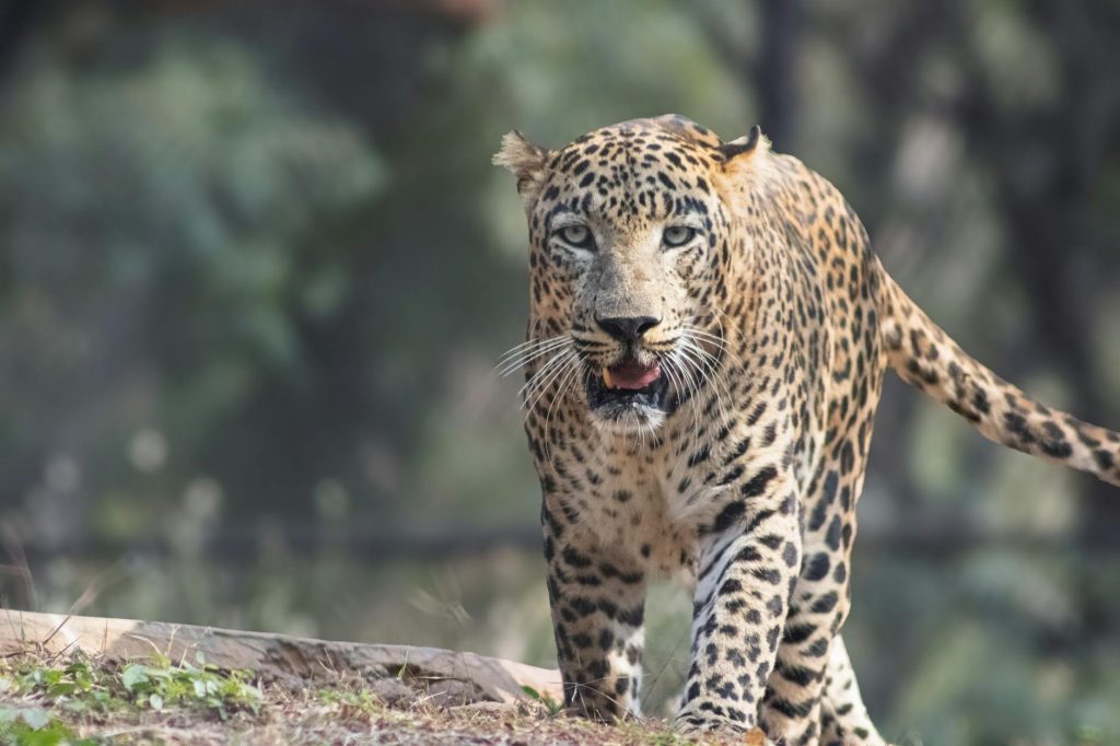 Maharashtra Flags Fake Wildlife Videos: AI Deepfakes Going Viral