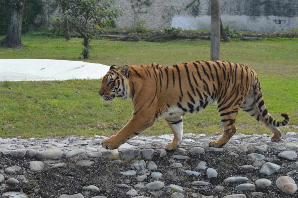 Chandigarh Weather Alert: Hailstorm and Thunder Expected Today