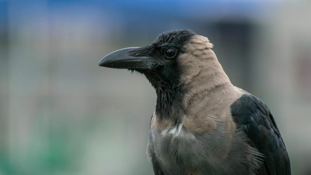 Injured Bird’s Survival Video Goes Viral, Teaches Humans a Lesson