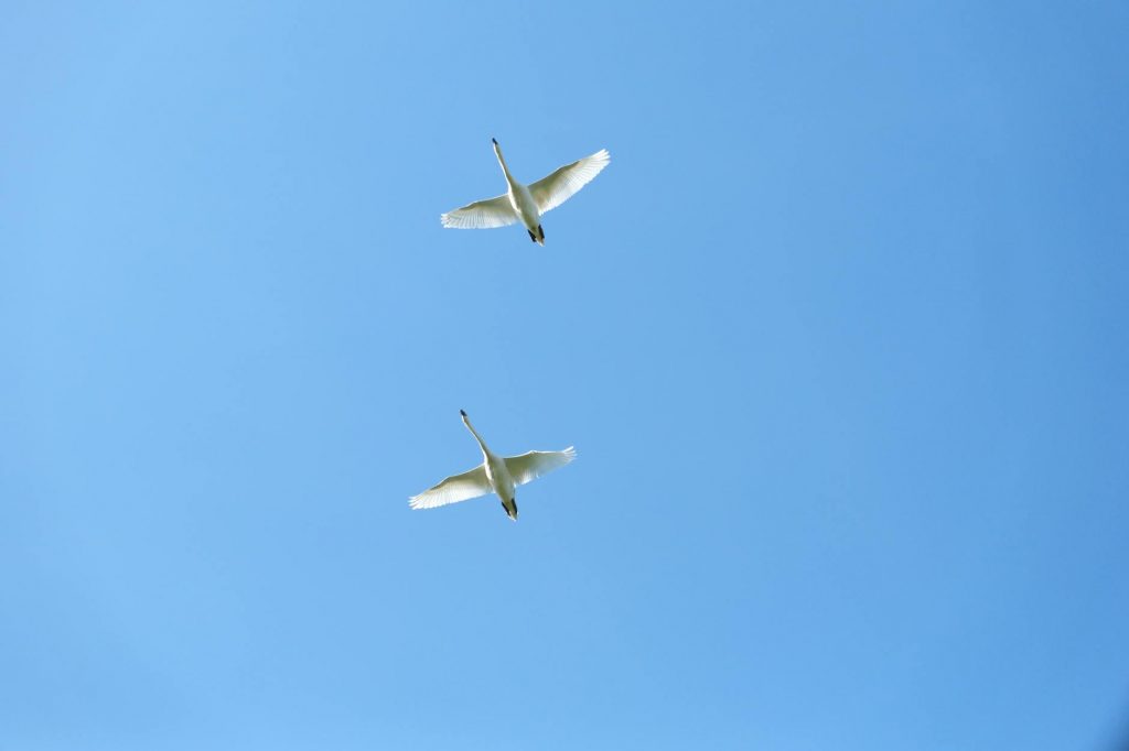 Sooryavanshi and Jaiswal Break IPL Record with Fastest Indian Pair