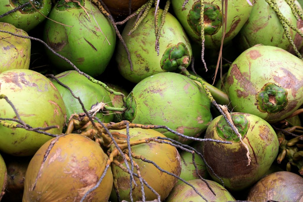Kerala’s App-Based Coconut Harvesters Are Changing Rural Work