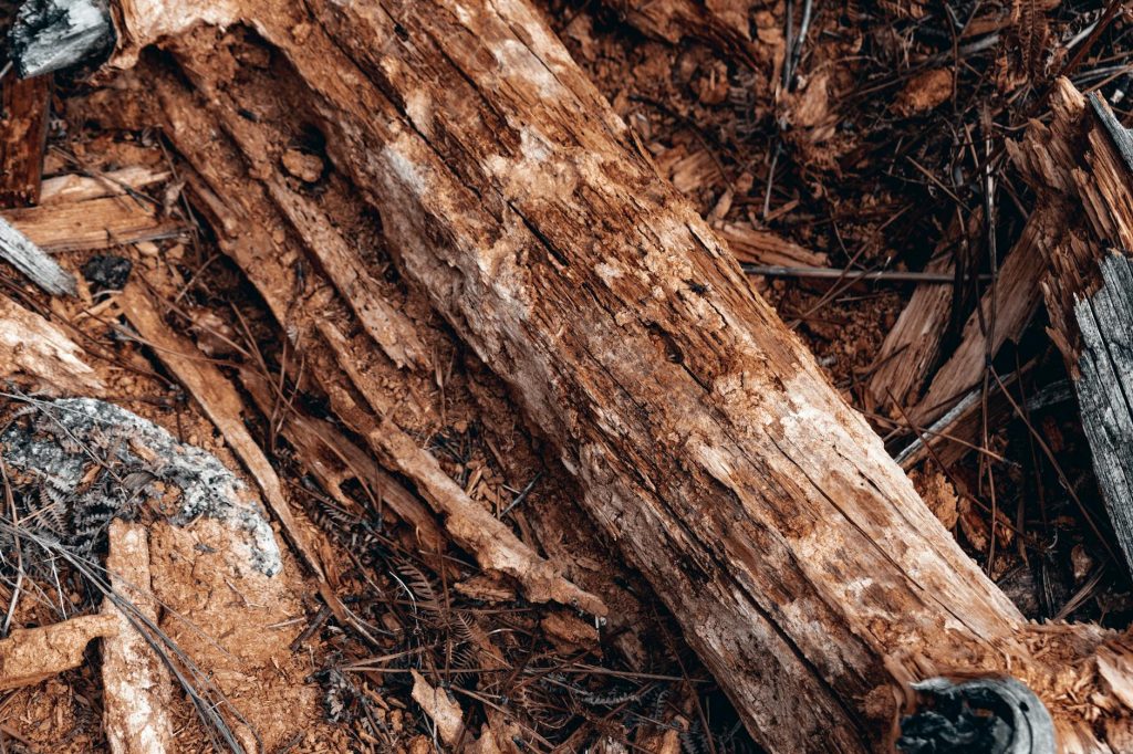 Body of 40-year-old man found decomposed in West Delhi