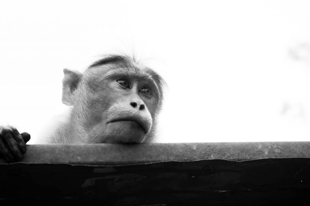 Monkey Grieves Woman Who Fed It Daily for Years in Karnataka