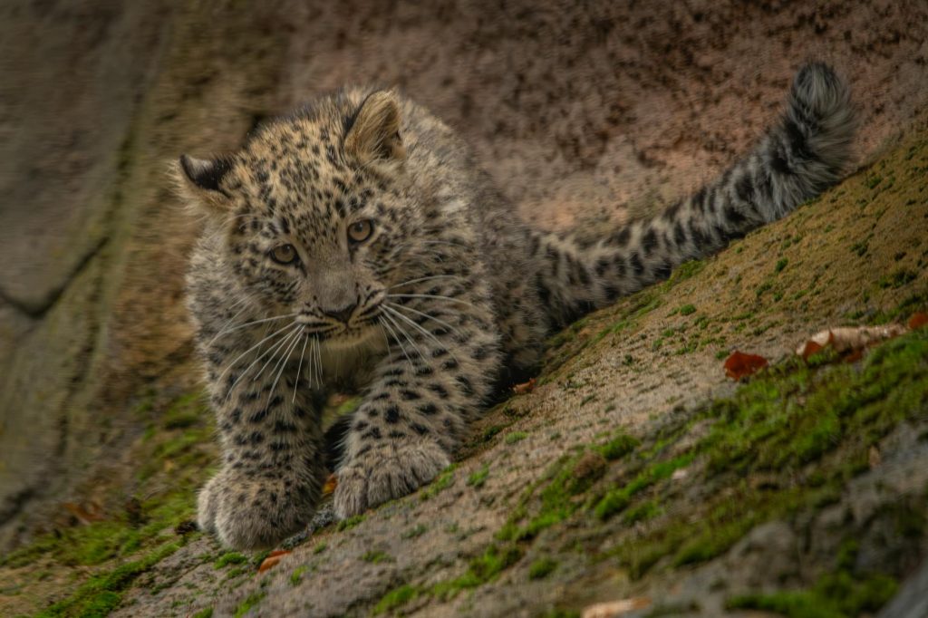Leopard Spotted in Jaipur Minister's Home, Wildlife Teams Launch Search