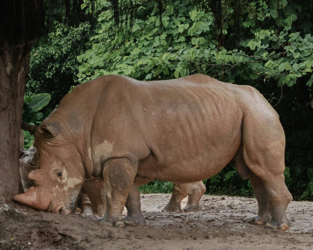 Pakistan Defence Minister Threatens Kolkata Strike in Future Conflict