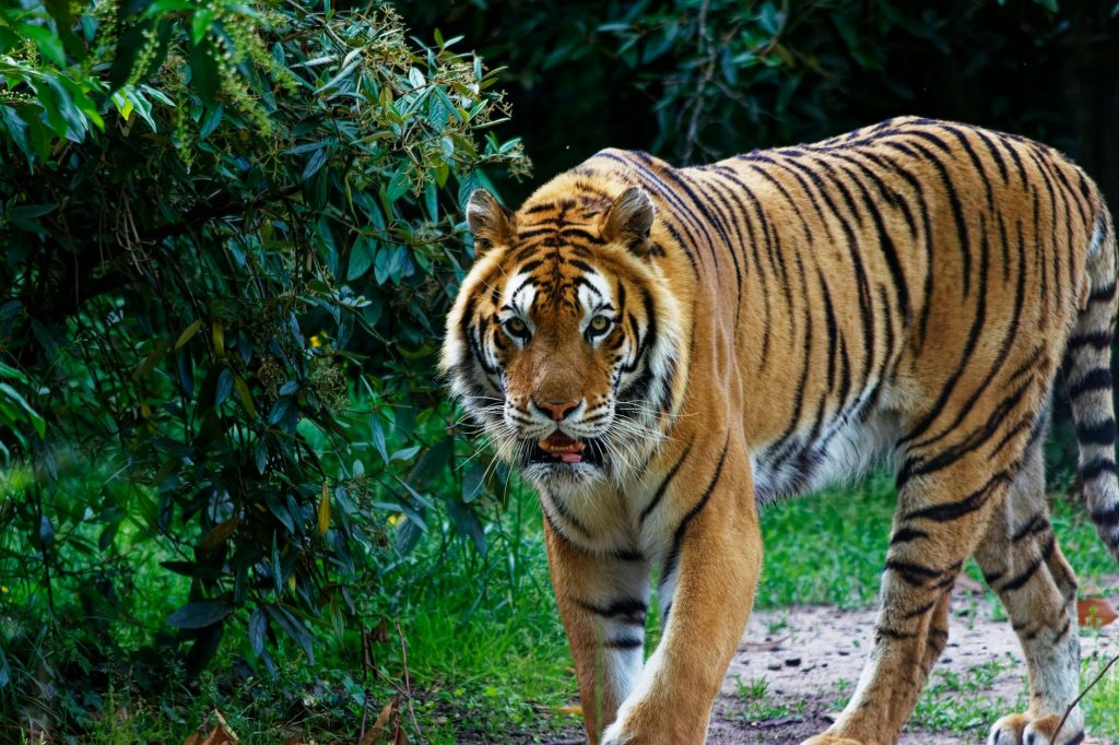 India Seeks First Win in Kochi against Hong Kong