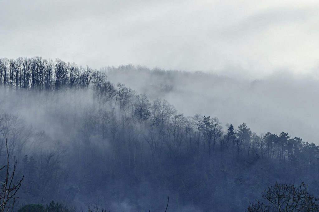Fog Alert: Punjab, Haryana, Chandigarh, Delhi Brace for Dense Fog