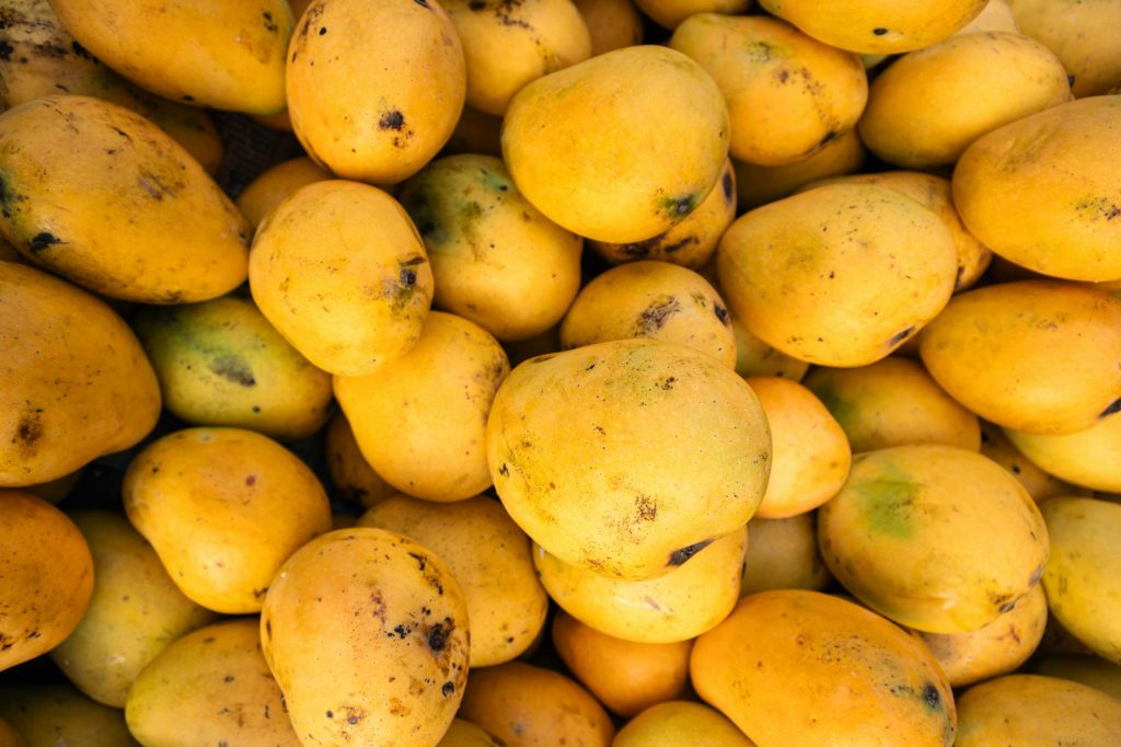 Japan Halts Import of Indian Mangoes After Contamination Concerns
