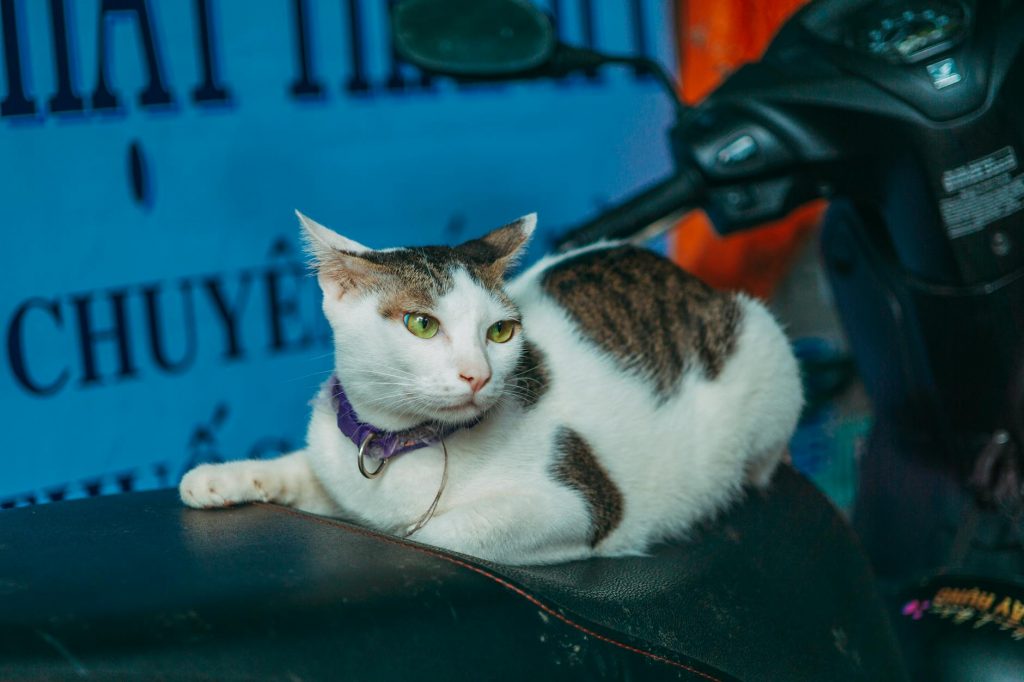 Lucknow's 'Nawabi' Scooter Pet Walk Goes Viral!
