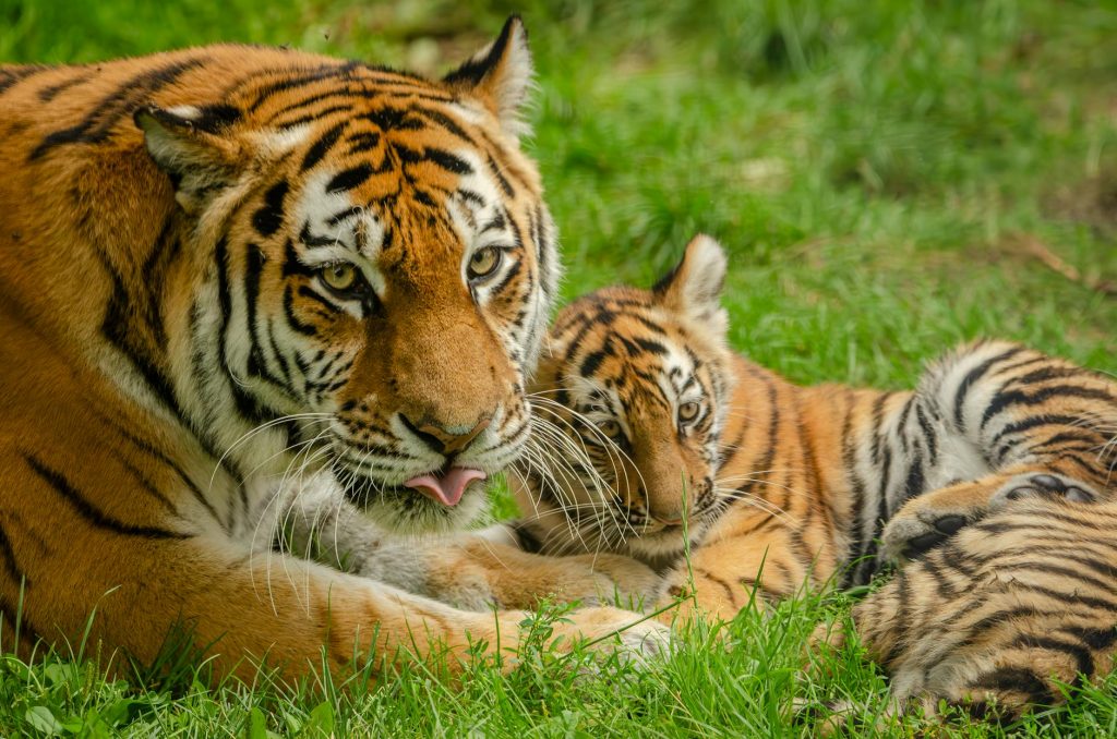 Save The Tigers