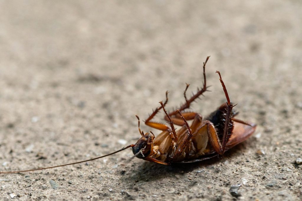 GenZ Beware: Scammers Leverage Cockroach Janta Party’s Popularity
