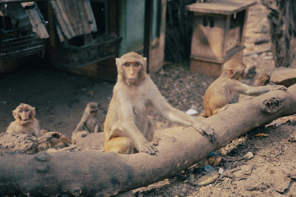 Monkey Business: Cash Shower Sparks Chaos in UP