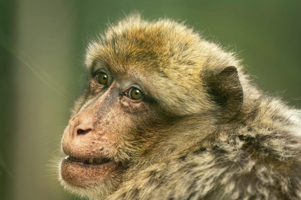 Monkey Steals Rs 2 Lakh in UP Court, Leaves People in Stitches