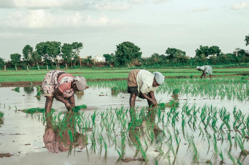 Will Weak Monsoon Hit Farmers' Pockets Hard?