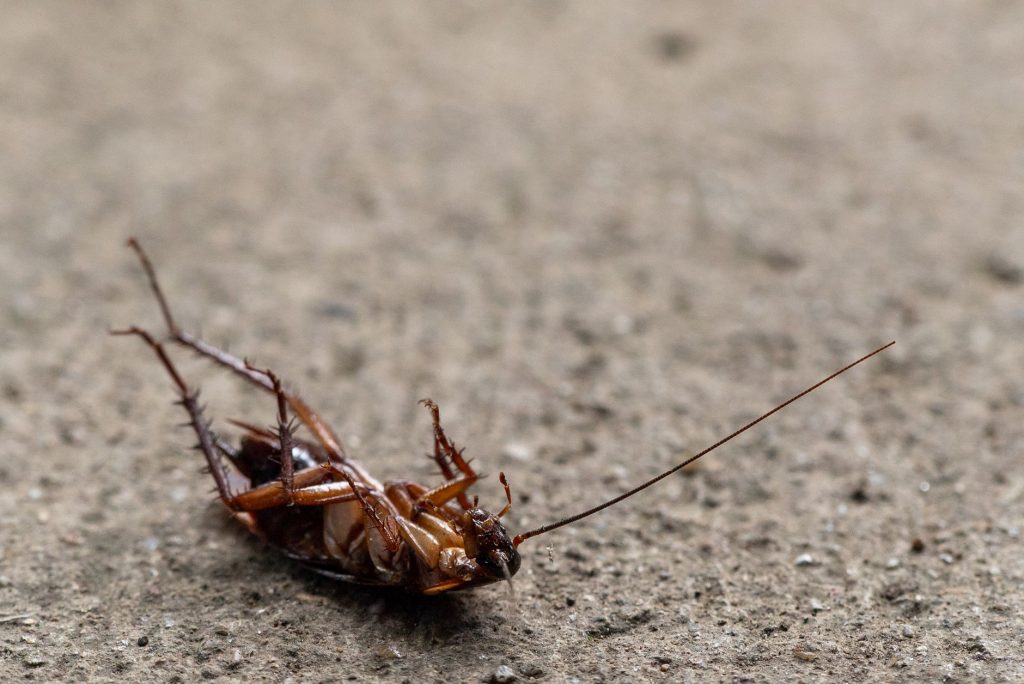 Cockroach Janta Party Appoints New Generation of Leaders