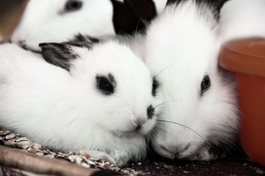 House Bunny 2