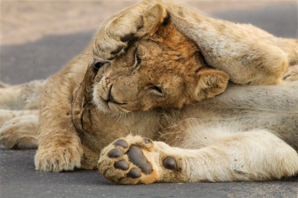 England Lions Crushed by South Africa Quicks at Grace Road