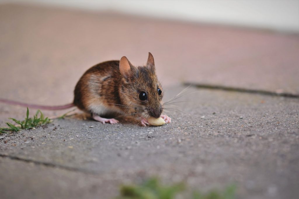 Devastating Mouse Plagues in Australia: Why Farmers Are Losing Out