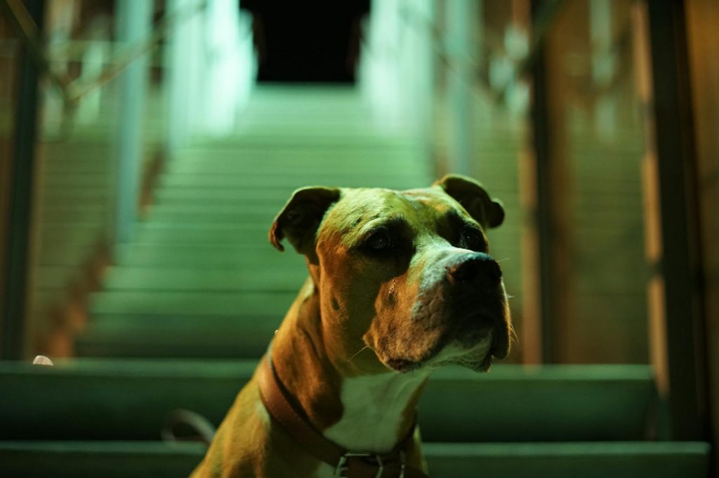 Netflix’s Live-Action Scooby-Doo: Meet the Real Pup!