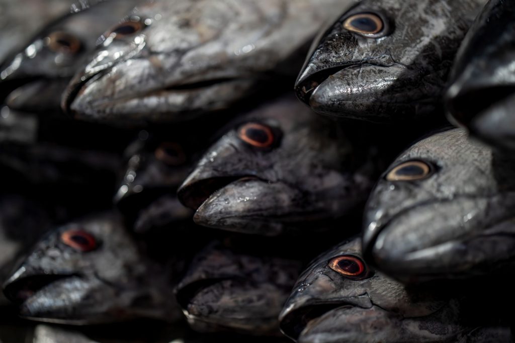 India Scores Big in EU Aquaculture Deal, Secures Market Access Beyond September