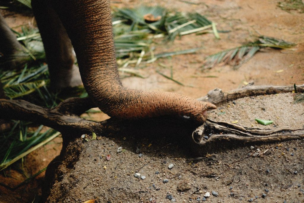 Temple Elephant's Polite Plea for Foot Massage Goes Viral in India