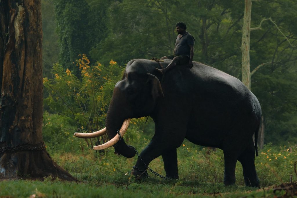 Baahubali: The Epic Ignites OTT Fire in Japan, Leaves Telugu Fans in the Shadows
