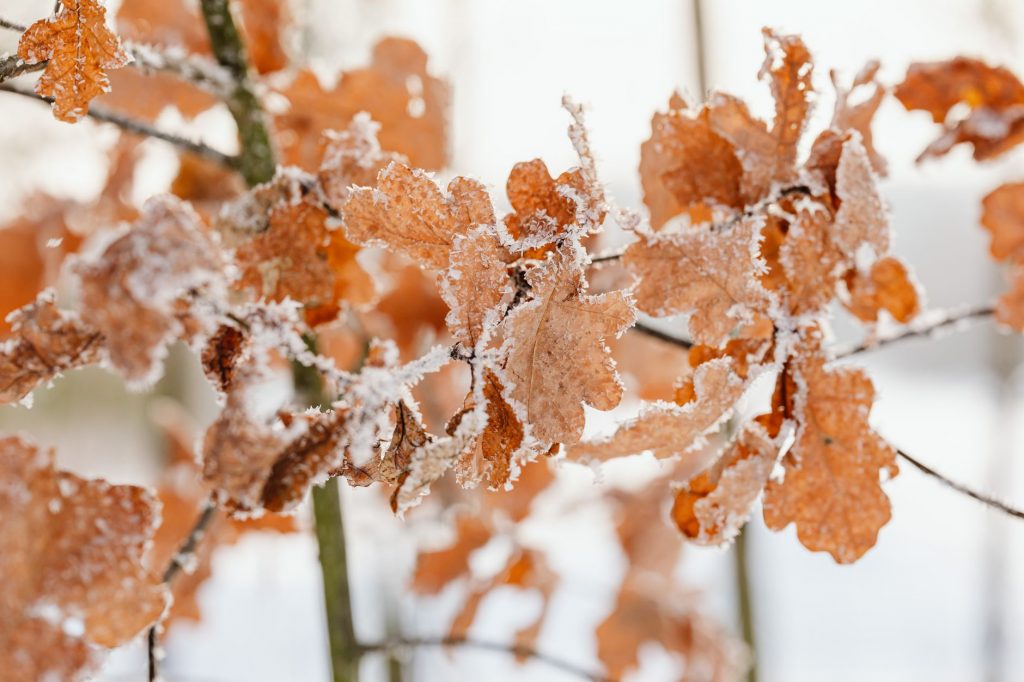 What’s the Buzz Around Frost Without Snow and Ice?