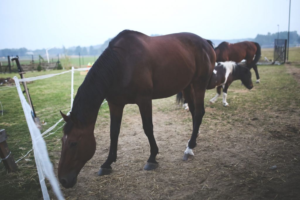 Slow Horses