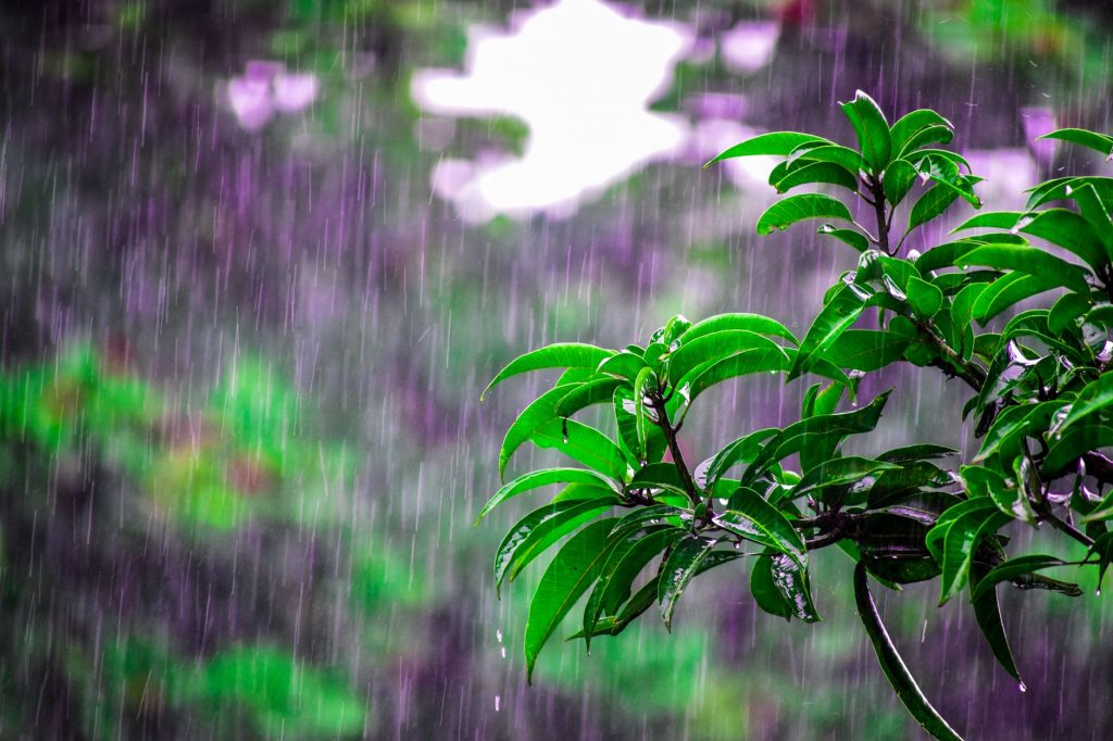 Monsoon Blues: India Faces Below-Average Rainfall Over Next Two Weeks